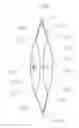 Fig. 01 - Accommodating Intraocular Lens