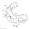 Fig. 08 - ORAL APPLIANCE