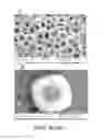 Fig. 17 - Multistage delivery of active agents