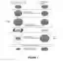 Fig. 02 - Process for the preparation of erythrocytes loaded with one or more substances of pharmaceutical interest and so obtained erythrocytes