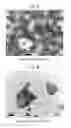 Fig. 05 - Substance-containing vesicle, and production method therefor