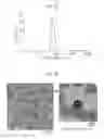 Fig. 20 - Substance-containing vesicle, and production method therefor