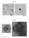 Fig. 36 - Substance-containing vesicle, and production method therefor