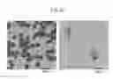 Fig. 38 - Substance-containing vesicle, and production method therefor