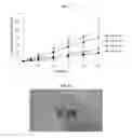 Fig. 04 - Transdermal delivery system comprising donepezil or its salt