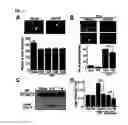 Fig. 02 - NOVEL USE OF PINOSYLVIN FOR ANGIOGENESIS PROMOTION