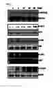 Fig. 03 - NOVEL USE OF PINOSYLVIN FOR ANGIOGENESIS PROMOTION