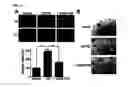Fig. 05 - NOVEL USE OF PINOSYLVIN FOR ANGIOGENESIS PROMOTION