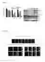 Fig. 10 - Compositions and methods for treating cancer