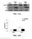 Fig. 13 - METHODS FOR TREATMENT OF CARDIOMYOPATHY