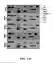 Fig. 14 - METHODS FOR TREATMENT OF CARDIOMYOPATHY