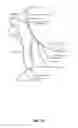 Fig. 12 - Method of treating disease by auricular anesthesia of cranial nerves
