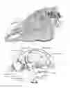 Fig. 19 - Method of treating disease by auricular anesthesia of cranial nerves