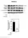 Fig. 05 - PREVENTION AND TREATMENT OF KIDNEY DAMAGE