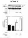 Fig. 09 - PREVENTION AND TREATMENT OF KIDNEY DAMAGE