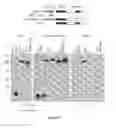 Fig. 18 - Structure and use of 5′ phosphate oligonucleotides