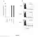 Fig. 20 - Structure and use of 5′ phosphate oligonucleotides