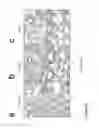 Fig. 37 - Structure and use of 5′ phosphate oligonucleotides