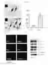 Fig. 04 - Multipotent postnatal stem cells from human periodontal ligament and uses thereof