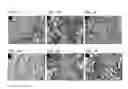 Fig. 06 - Multipotent postnatal stem cells from human periodontal ligament and uses thereof