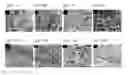 Fig. 07 - Multipotent postnatal stem cells from human periodontal ligament and uses thereof