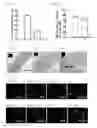 Fig. 09 - Multipotent postnatal stem cells from human periodontal ligament and uses thereof