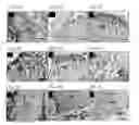 Fig. 11 - Multipotent postnatal stem cells from human periodontal ligament and uses thereof