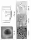 Fig. 02 - Methods of treating diseases with human trophoblast stem cells