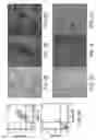 Fig. 05 - Methods of treating diseases with human trophoblast stem cells