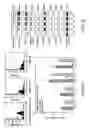 Fig. 06 - Methods of treating diseases with human trophoblast stem cells