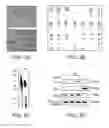 Fig. 07 - Methods of treating diseases with human trophoblast stem cells