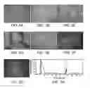 Fig. 09 - Methods of treating diseases with human trophoblast stem cells