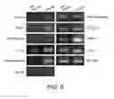 Fig. 10 - Methods of treating diseases with human trophoblast stem cells