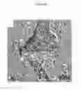 Fig. 10 - for the treatment of solid tumors in humans