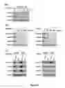 Fig. 04 - Anti-cancer extract and compounds
