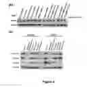 Fig. 05 - Anti-cancer extract and compounds