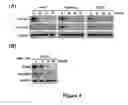 Fig. 09 - Anti-cancer extract and compounds
