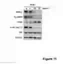 Fig. 12 - Anti-cancer extract and compounds