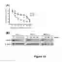 Fig. 14 - Anti-cancer extract and compounds