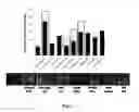 Fig. 08 - Composition comprising a purified extract isolated from var. containing abundant amount of active ingredient or the compounds isolated therefrom, as an active ingredient for treating a chronic obstructive pulmonary disease and the use thereof