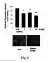 Fig. 09 - Composition comprising a purified extract isolated from var. containing abundant amount of active ingredient or the compounds isolated therefrom, as an active ingredient for treating a chronic obstructive pulmonary disease and the use thereof
