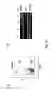 Fig. 12 - Composition comprising a purified extract isolated from var. containing abundant amount of active ingredient or the compounds isolated therefrom, as an active ingredient for treating a chronic obstructive pulmonary disease and the use thereof