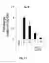 Fig. 14 - Composition comprising a purified extract isolated from var. containing abundant amount of active ingredient or the compounds isolated therefrom, as an active ingredient for treating a chronic obstructive pulmonary disease and the use thereof
