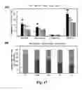 Fig. 21 - Composition comprising a purified extract isolated from var. containing abundant amount of active ingredient or the compounds isolated therefrom, as an active ingredient for treating a chronic obstructive pulmonary disease and the use thereof