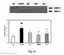 Fig. 23 - Composition comprising a purified extract isolated from var. containing abundant amount of active ingredient or the compounds isolated therefrom, as an active ingredient for treating a chronic obstructive pulmonary disease and the use thereof