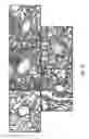 Fig. 25 - Composition comprising a purified extract isolated from var. containing abundant amount of active ingredient or the compounds isolated therefrom, as an active ingredient for treating a chronic obstructive pulmonary disease and the use thereof