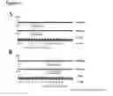 Fig. 12 - Suppression of cancer metastasis
