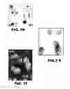 Fig. 04 - Blood substitute composition and method of use