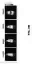 Fig. 13 - Blood substitute composition and method of use