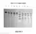 Fig. 05 - Botulinum Chimera Compositions for Axonal Regenerative Therapy During Spinal Cord Injury